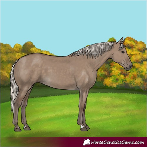 Horse Color:Silver Grullo 