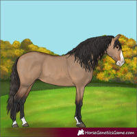 Horse Color:Bay Dun Splash 