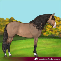 Horse Color:Bay Dun Splash