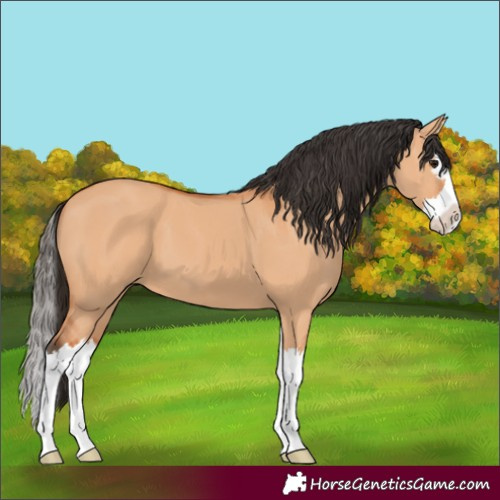 Horse Color:Bay Dun Splash 