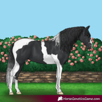 Horse Color:Black Tobiano 
