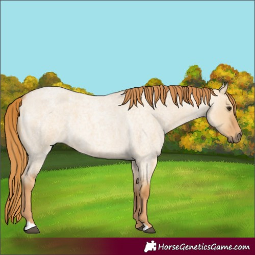 Horse Color:Unknown 