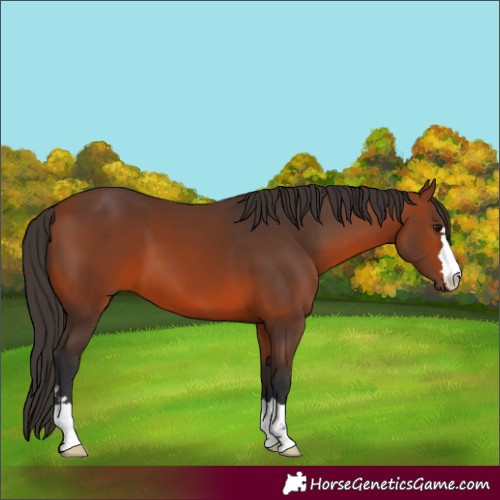 Horse Color:Unknown 
