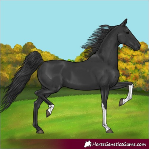 Horse Color:Black Tobiano Rabicano 