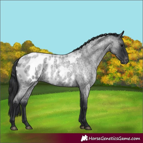 Horse Color:Blue Roan Blanket 