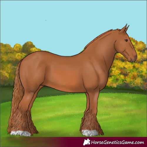 Horse Color:Chestnut 