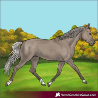 Horse Color:Silver Grullo 