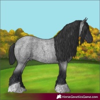 Horse Color:Blue Roan Tobiano