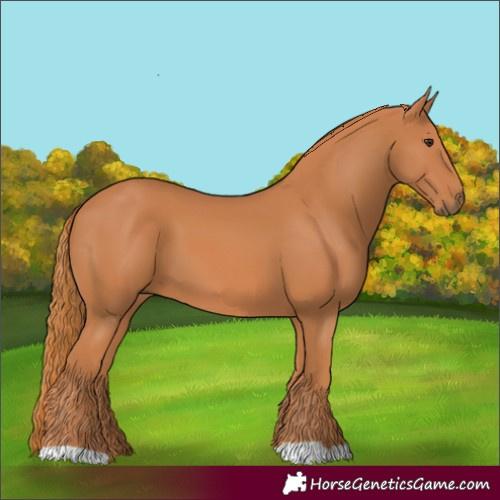 Horse Color:Chestnut 