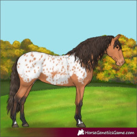 Horse Color:Bay Appaloosa 