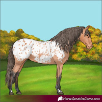 Horse Color:Bay Appaloosa