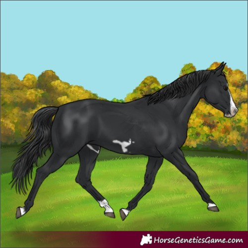 Horse Color:Black Splash Frame 