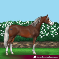 Horse Color:Silver Bay