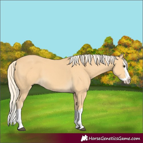 Horse Color:Palomino Splash 