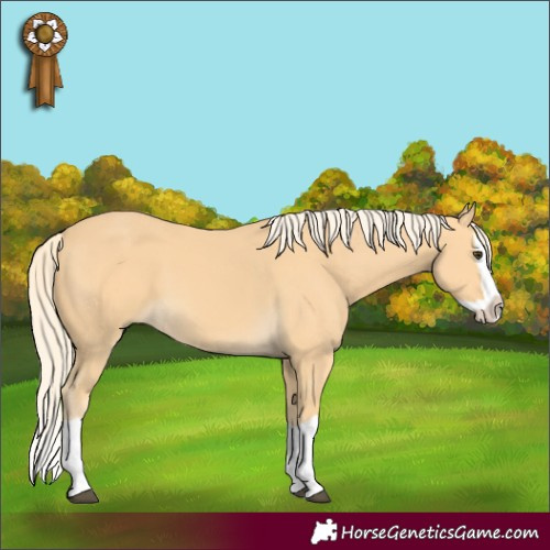 Horse Color:Palomino Splash 