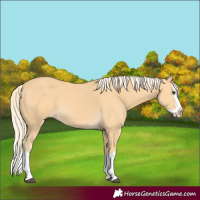 Horse Color:Palomino Splash