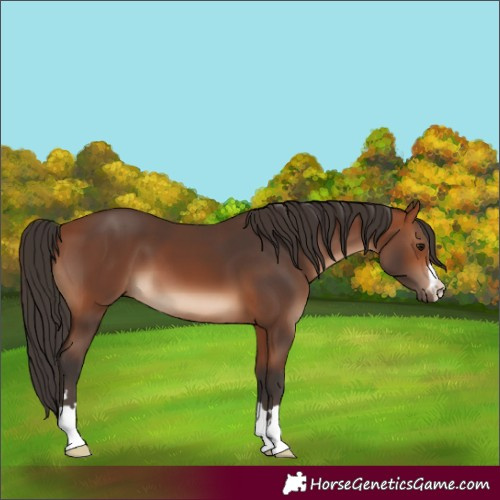 Horse Color:Bay 