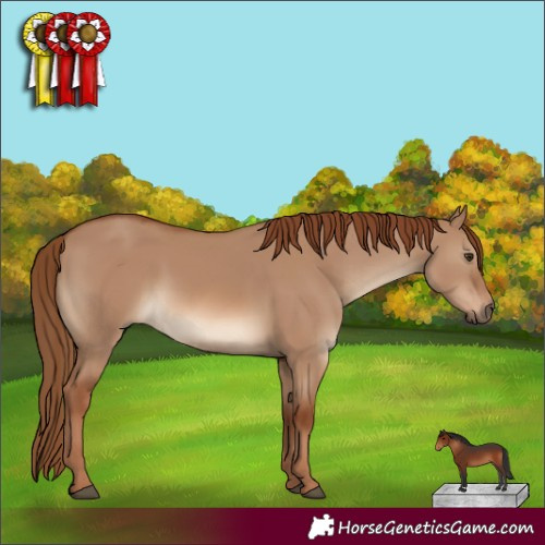 Horse Color:Red Dun Rabicano 