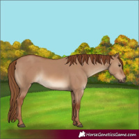 Horse Color:Red Dun Rabicano