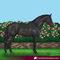 Horse Color:Brown 