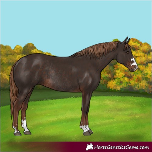 Horse Color:Liver Chestnut Rabicano 