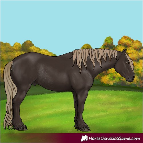 Horse Color:Liver Chestnut Rabicano 