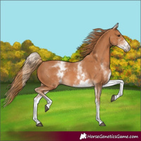 Horse Color:White Spotted Chestnut 