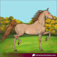 Horse Color:Red Dun