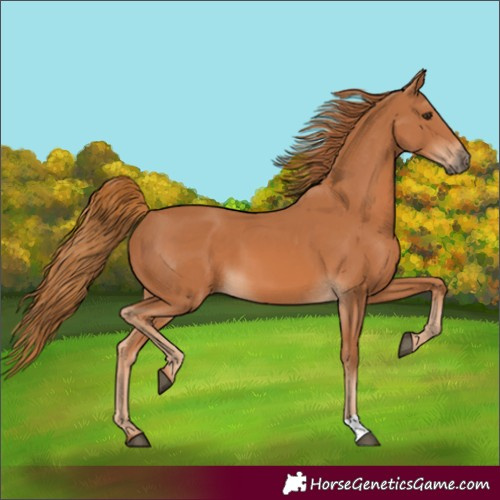 Horse Color:Chestnut 