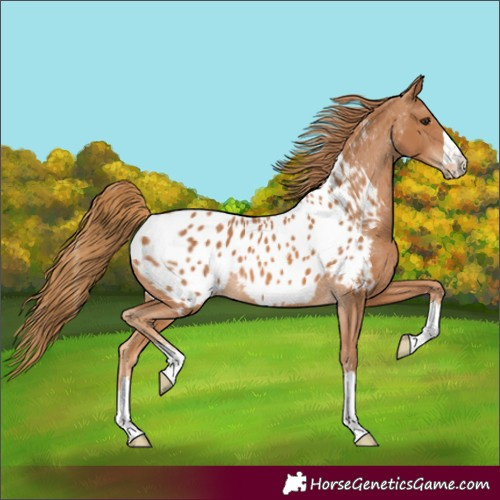 Horse Color:Chestnut Near Leopard 