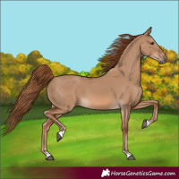 Horse Color:Red Dun