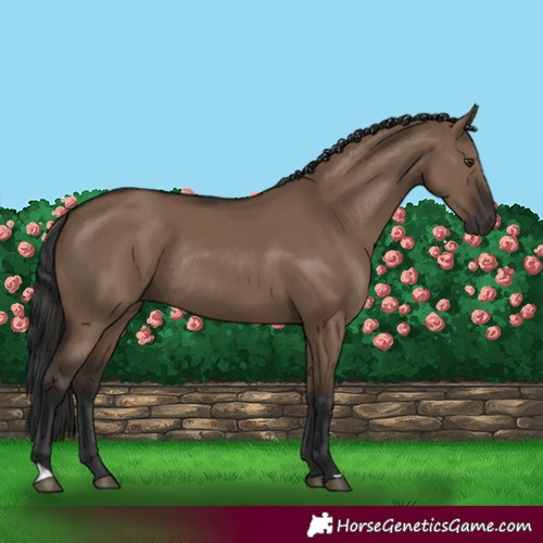 Horse Color:Liver Red Dun Rabicano 