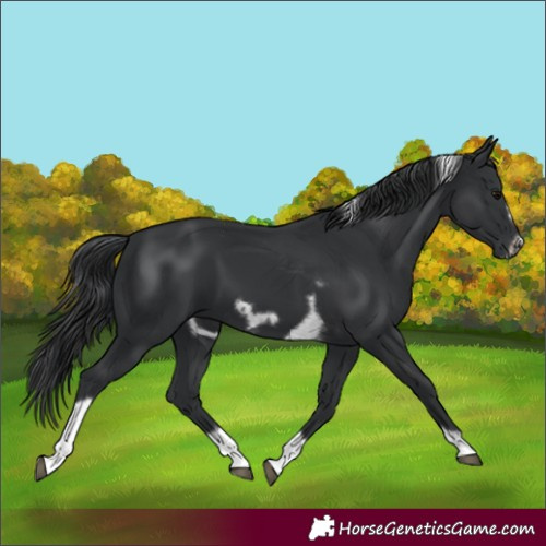 Horse Color:Black Tobiano Frame