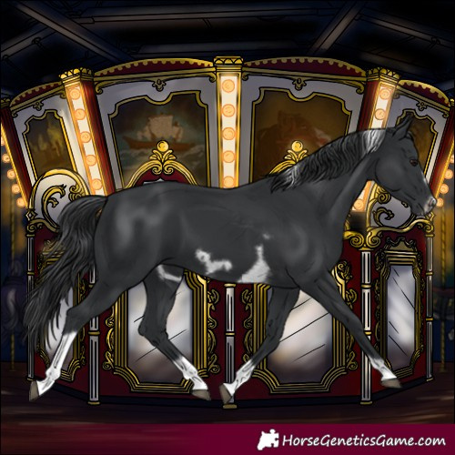 Horse Color:Black Tobiano Frame