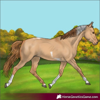 Horse Color:Red Dun Tobiano Frame 
