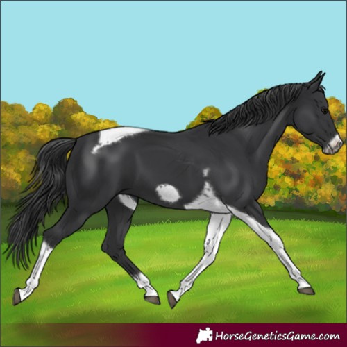 Horse Color:Black Tobiano Frame 