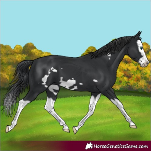 Horse Color:Black Splash Frame