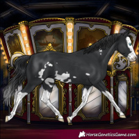 Horse Color:Black Splash Frame