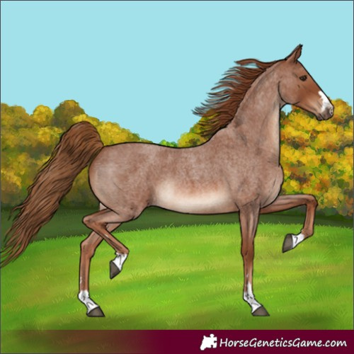 Horse Color:Unknown 