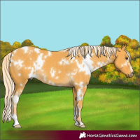 Horse Color:White Spotted Palomino 