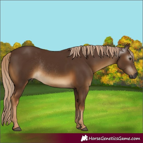 Horse Color:Gray Chocolate Palomino Rabicano