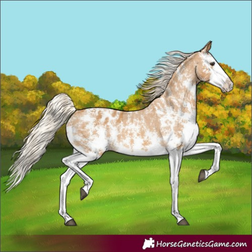 Horse Color:Palomino Sabino Splash Blanket 