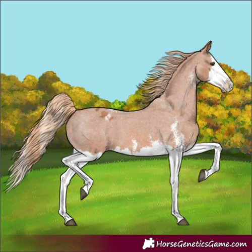 Horse Color:Chestnut Sabino Splash Blanket 