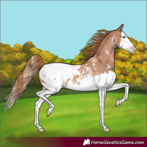 Horse Color:Chestnut Sabino Splash Snowcap 