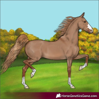 Horse Color:Red Dun