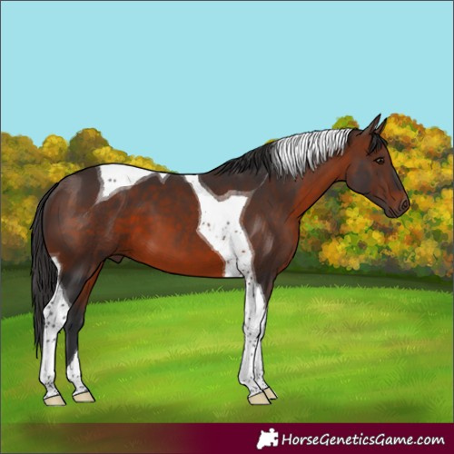 Horse Color:Brown Tobiano