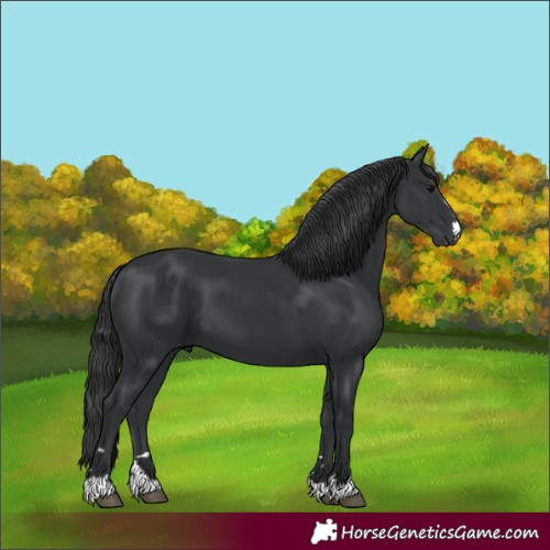 Horse Color:Black 