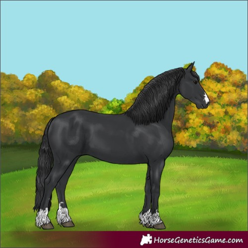 Horse Color:Black 