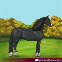 Horse Color:Black 