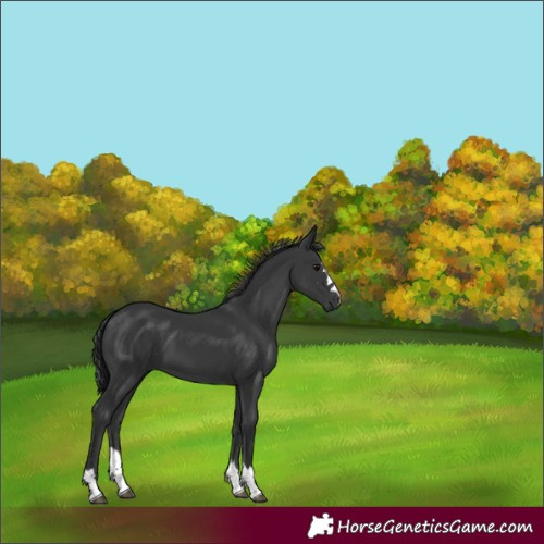 Horse Color:Black 